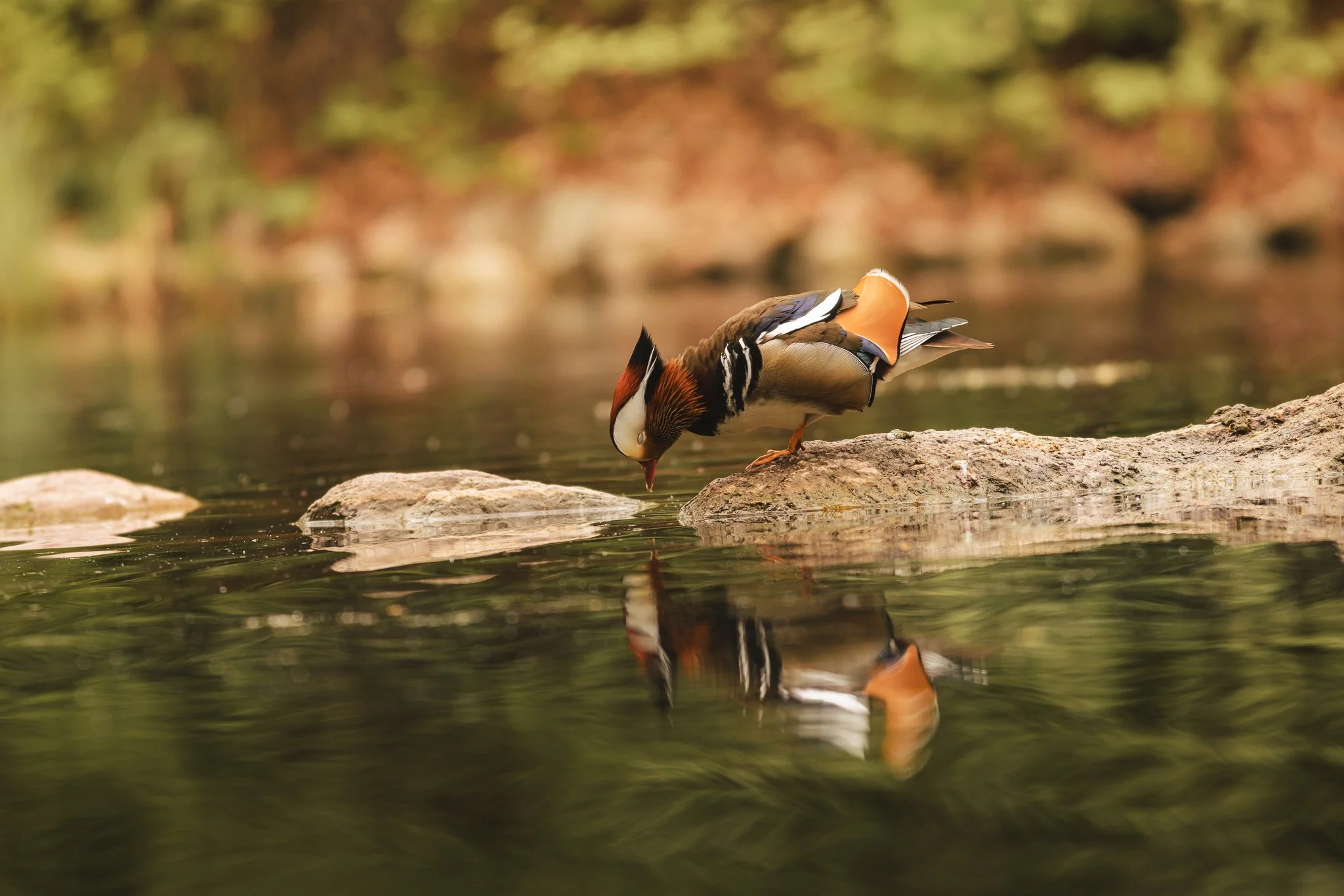 Mandarin hane 
