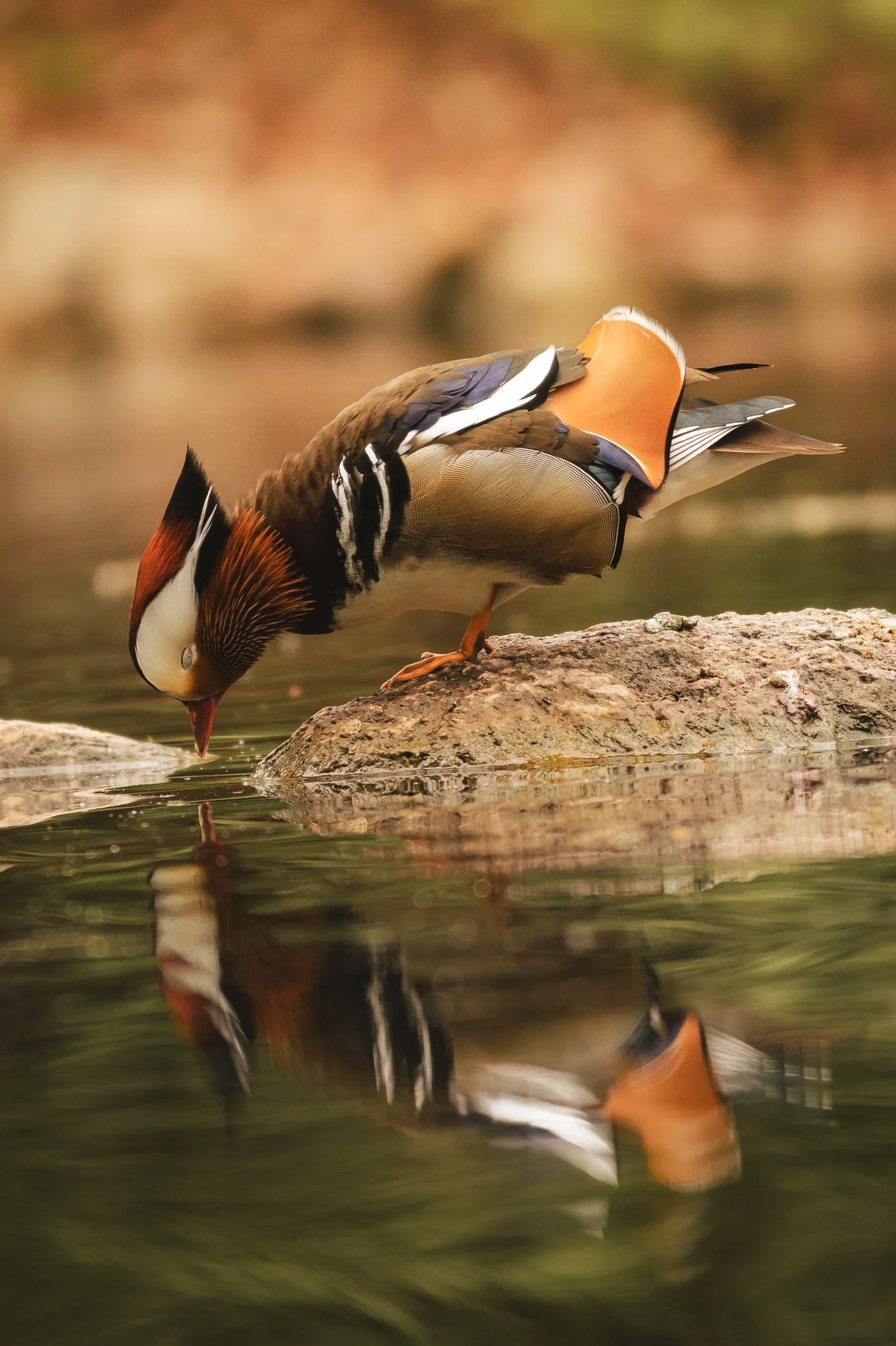 Mandarinand Dricker i Linköping