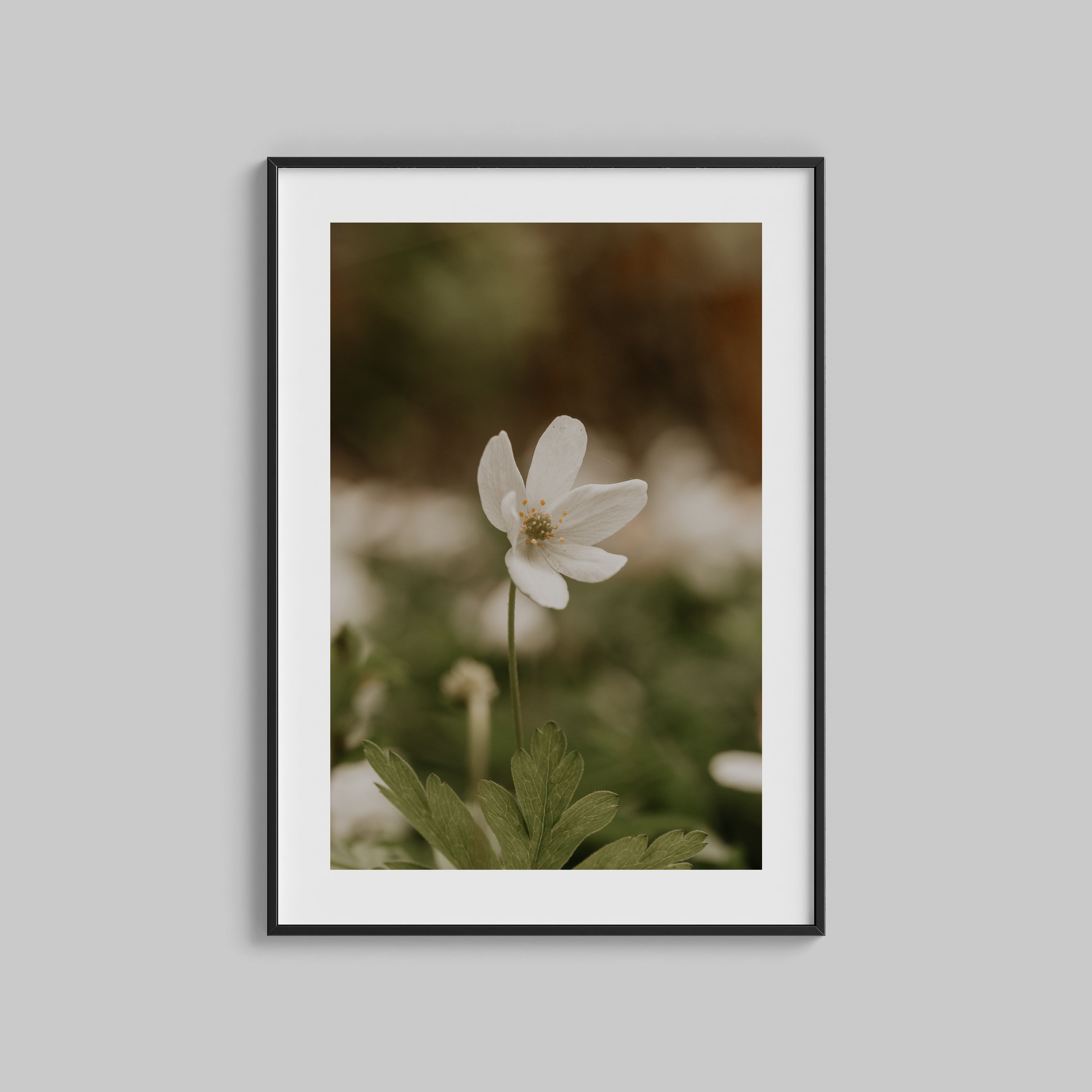 Vitsippa i blom Östergötland – Fine Art Print
