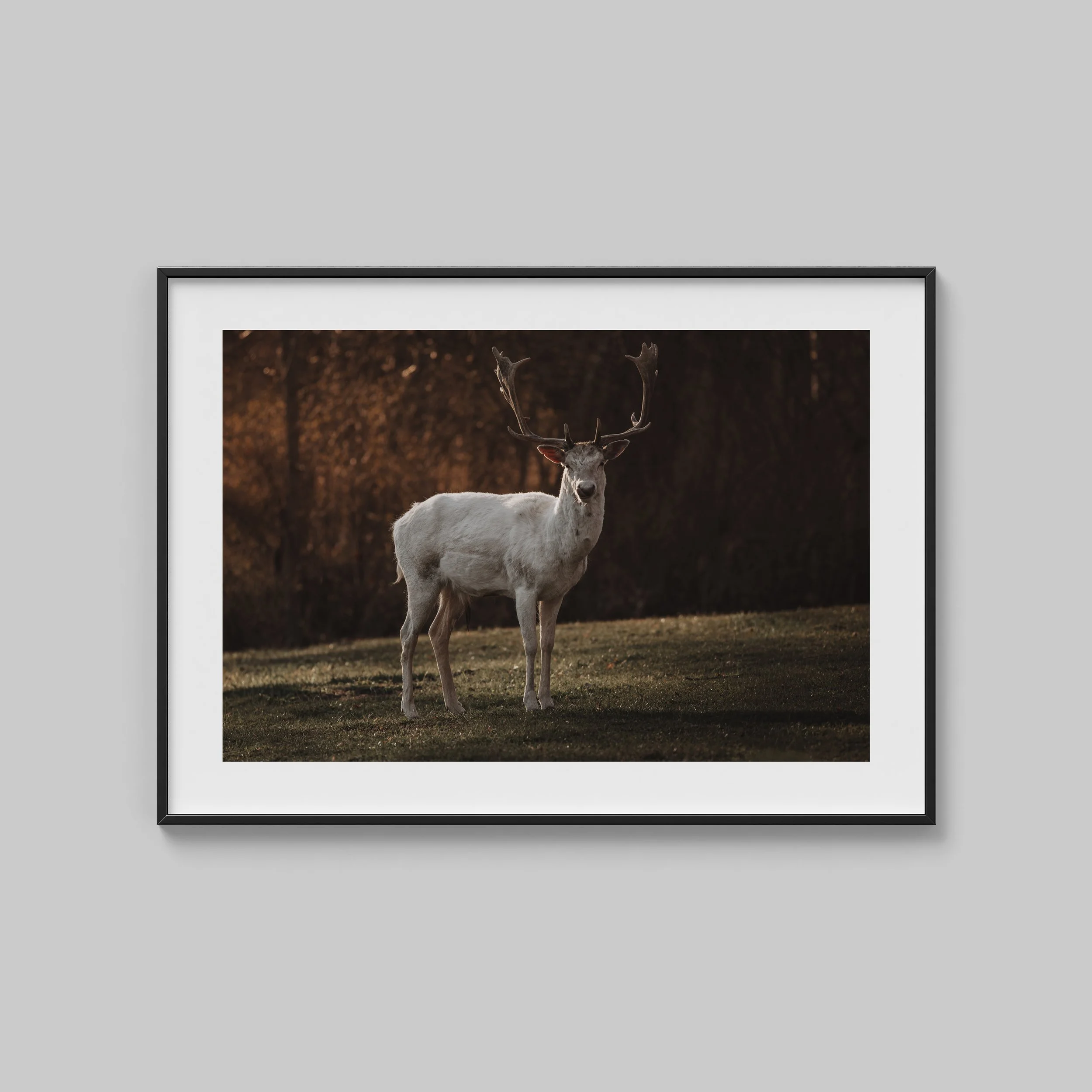 FIne Art Print Dovhjort Albino Bjärka Säby linköping_2.jpg