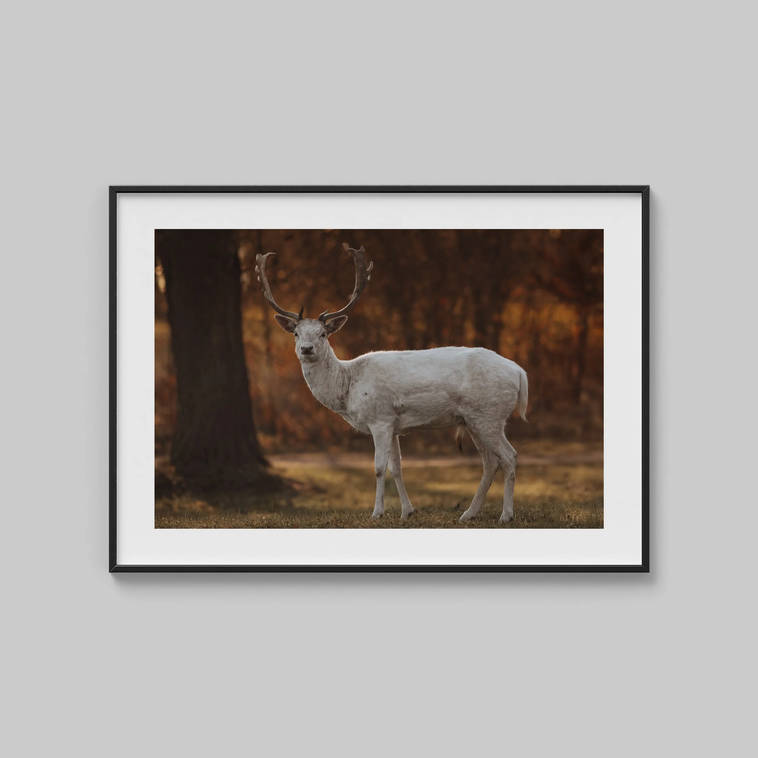 Fine Art Print Dovhjort Albino Bjärka Säby Slott.jpg
