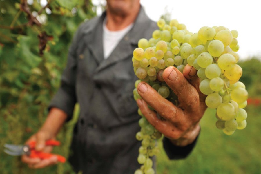 Winemaker-with-grapes.jpg