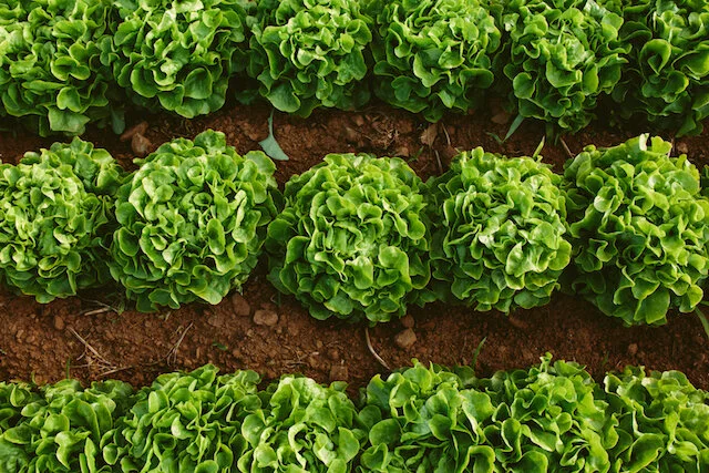 CSA Newsletter Week 15 - Eat Like a Farmer