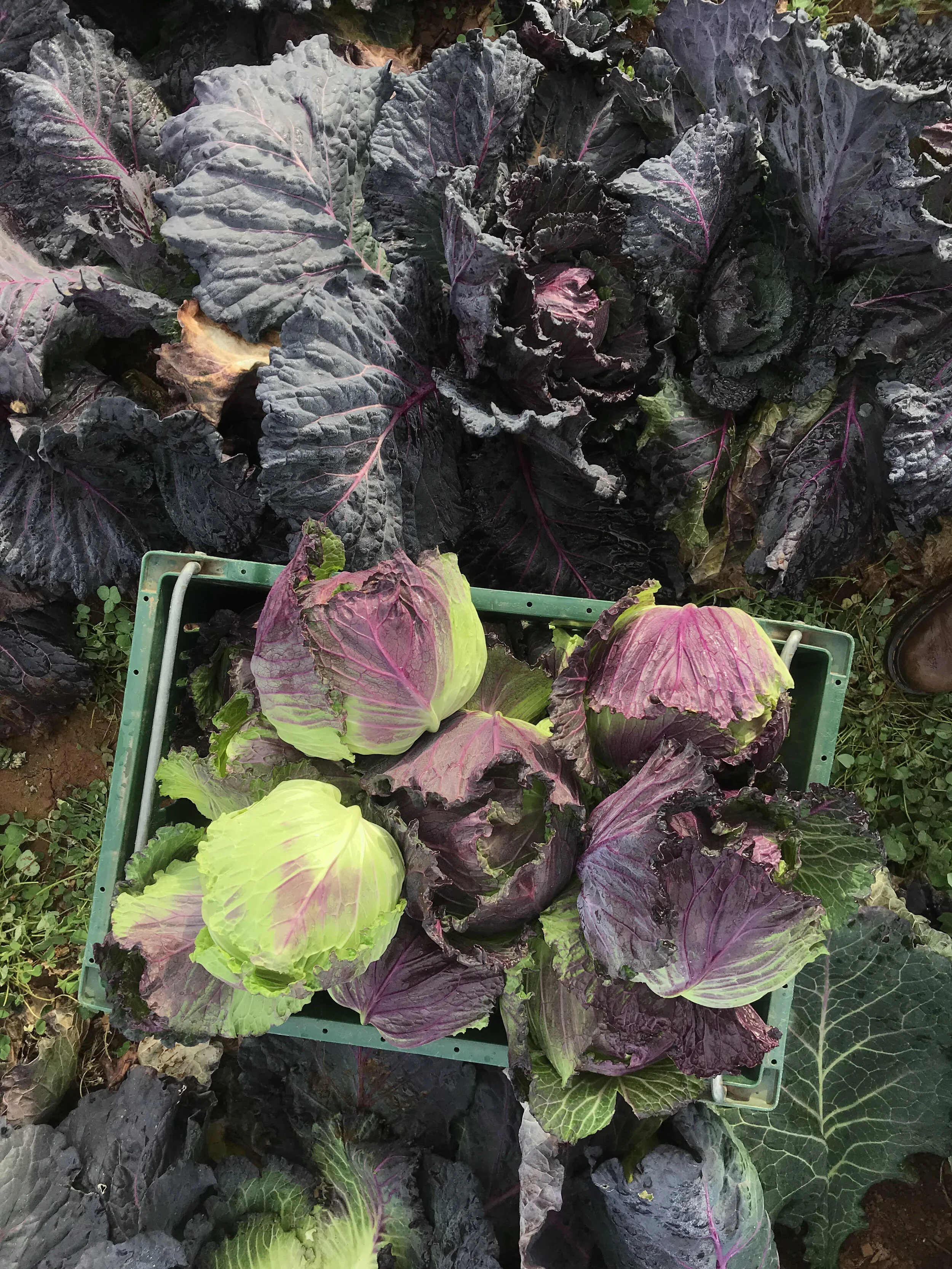 CSA Newsletter Week 14 - Celebrating CSA Day!