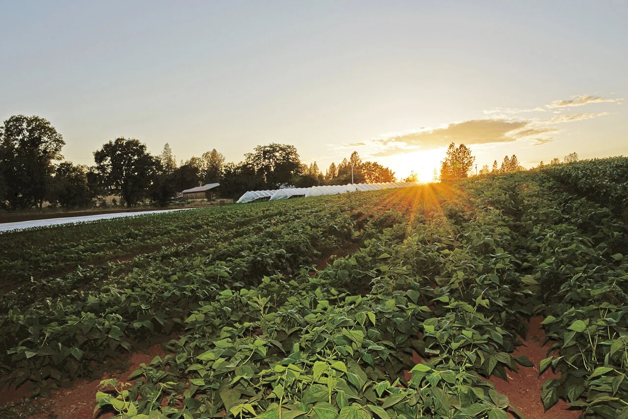 CSA Newsletter Week 21 - Thank you!