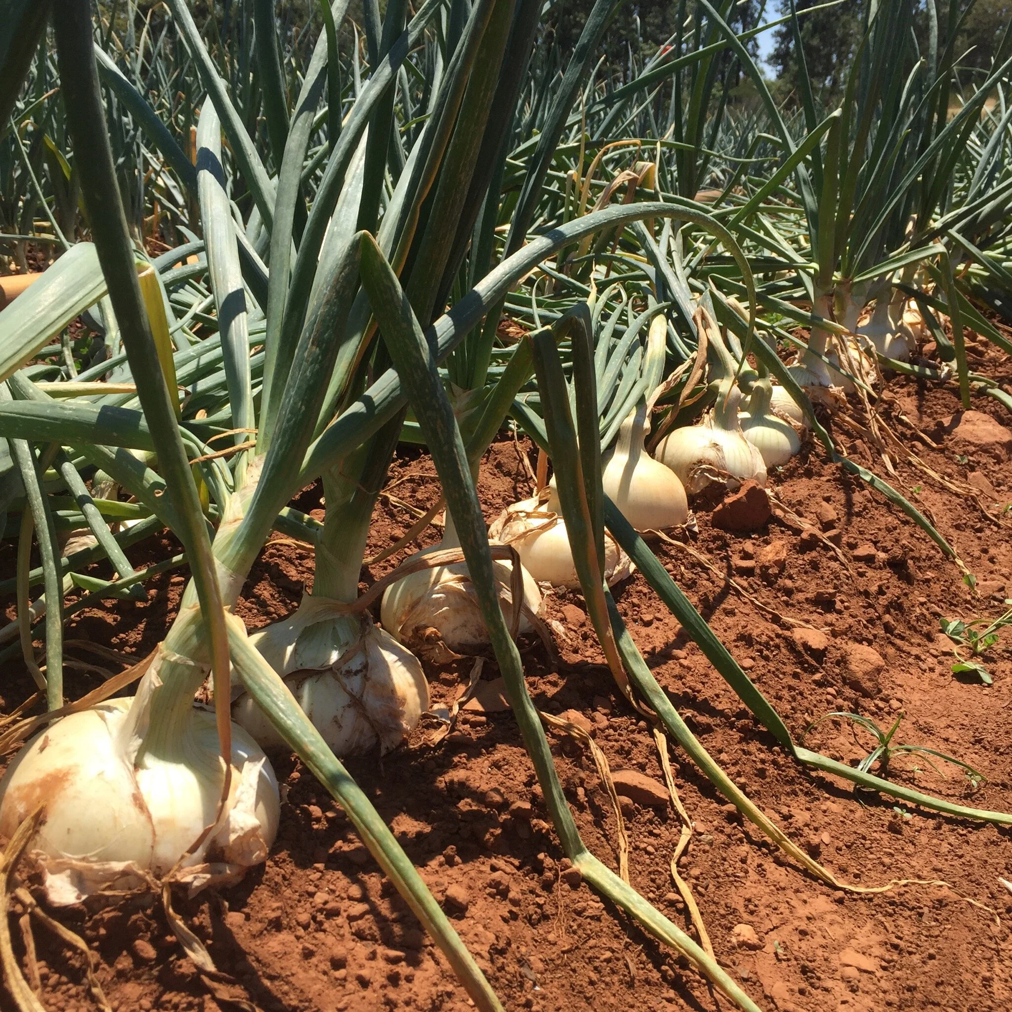 CSA Newsletter Week 30/53 - Ode to the Onion