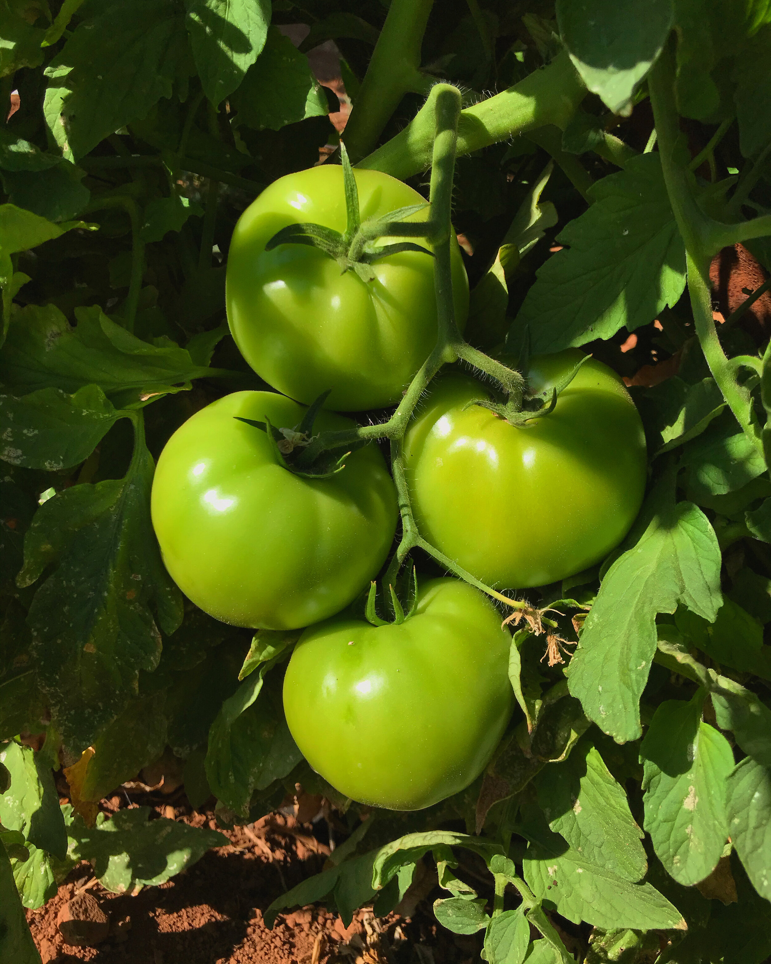 CSA Newsletter Week 32/53 - 850 Members!