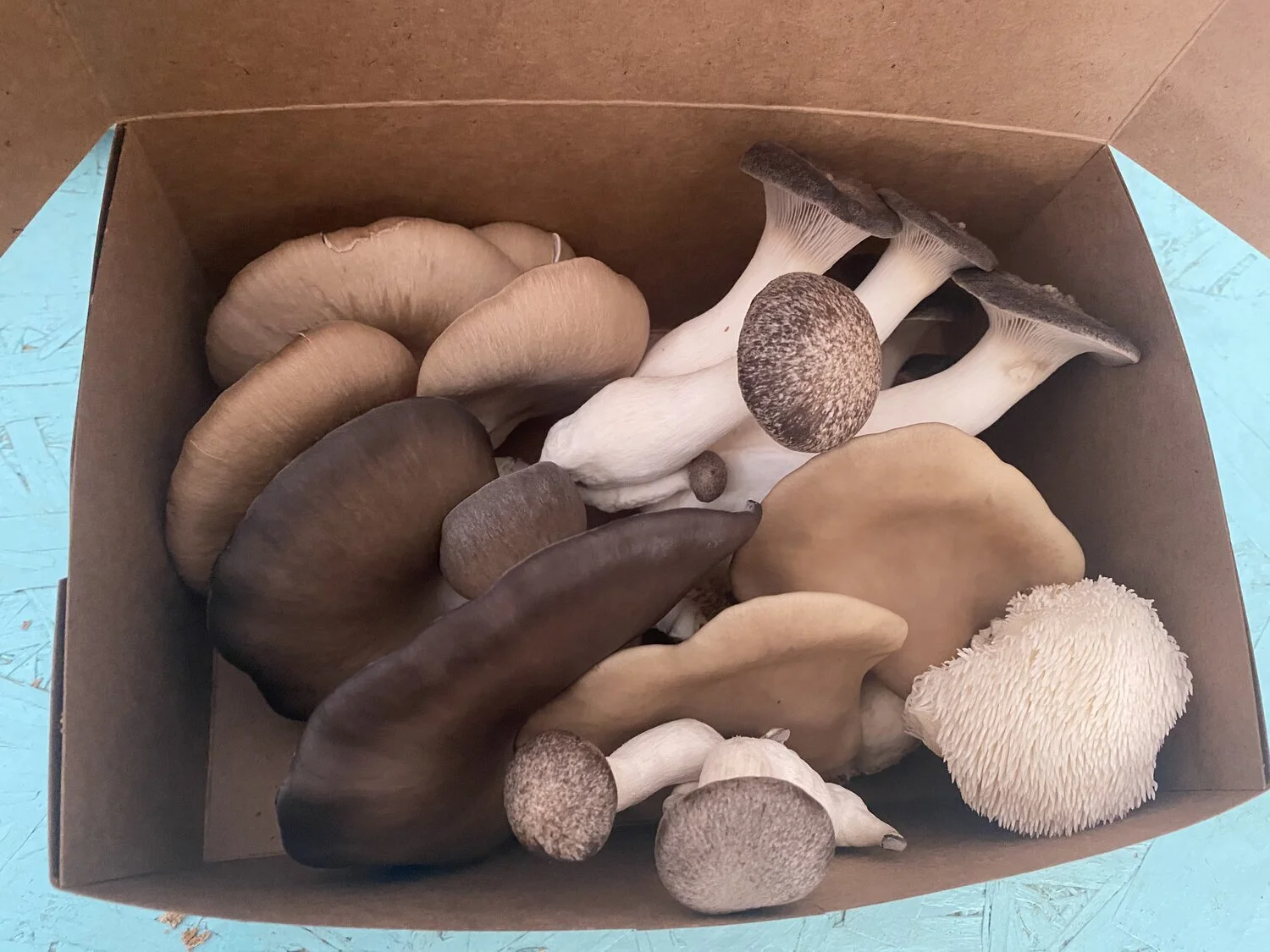 Mushroom Variety.jpeg