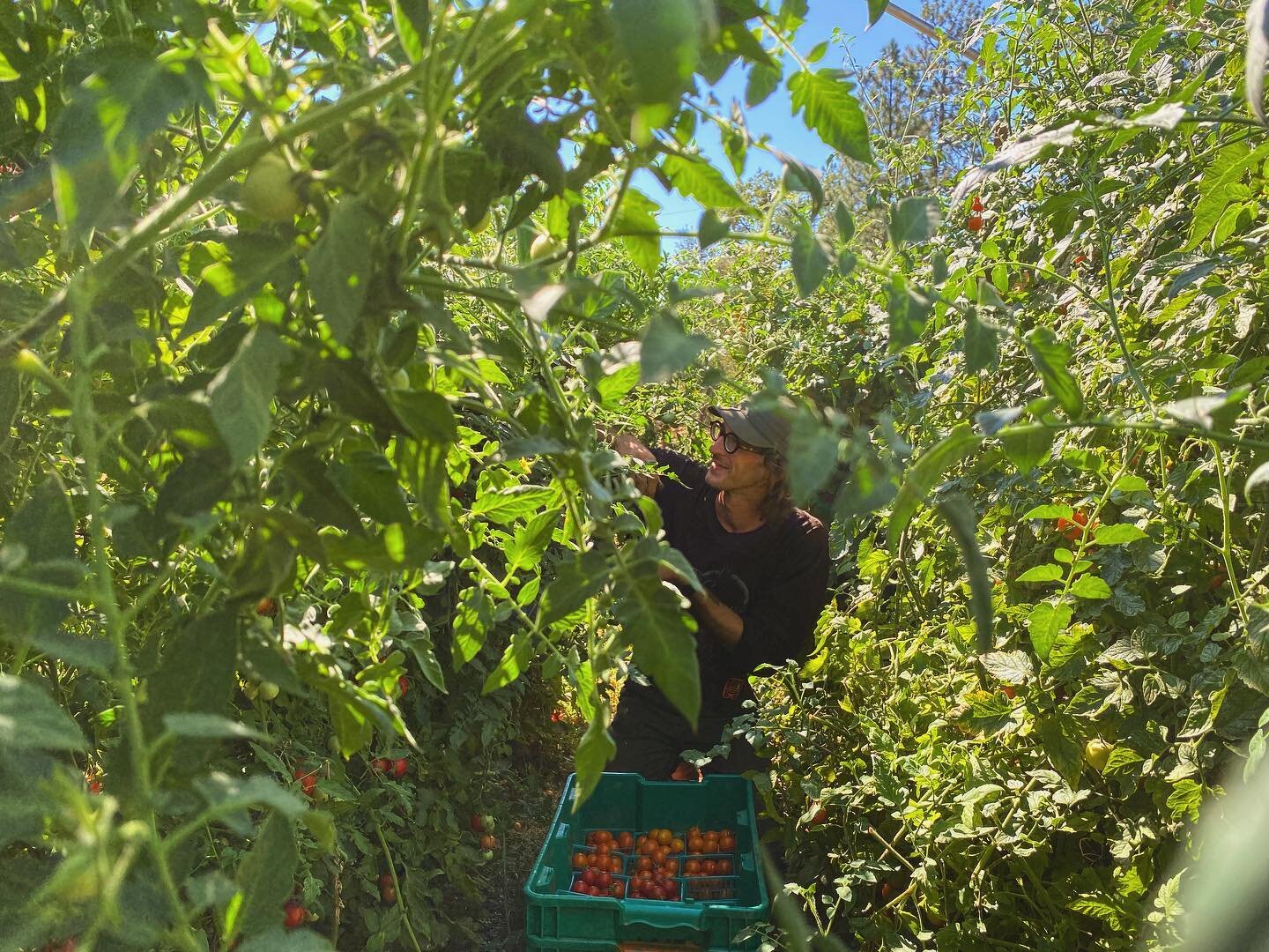 Getting lost in the tomato secret garden this week.