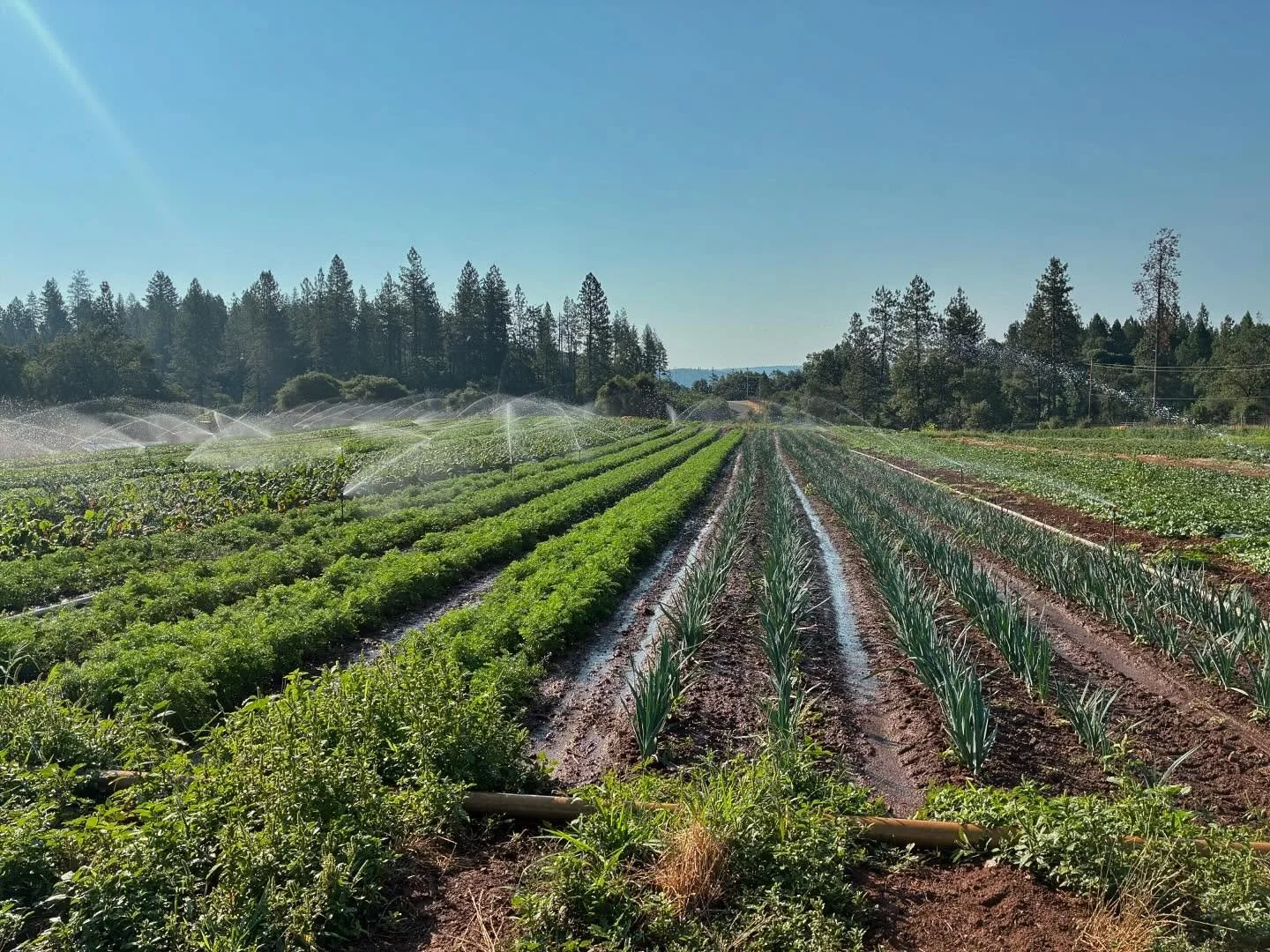Snapshots from the farm ✨ 
- Our beautiful fields being watered
- The Crew harvesting shishito peppers
- The result! 

While typically these peppers are a very mild variety, they have an element of surprise&mdash;about 1 in 10 peppers can be pretty s