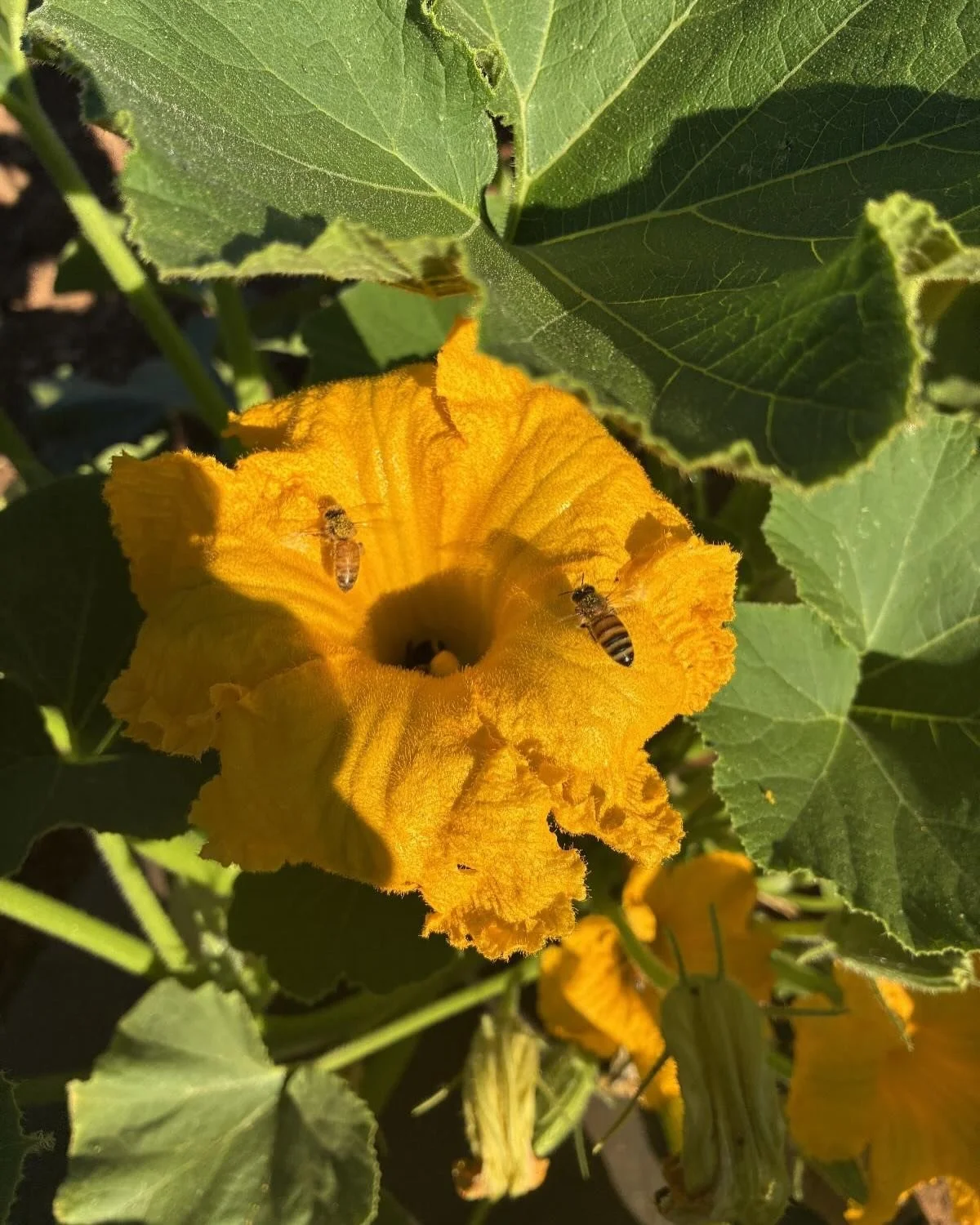 In the fields this morning, I had surprising, pleasurable, and humbling new experience. I was walking through a field of winter squash, loud with bees. As I idly admired the bees, I was suddenly overcome by a delightful smell. I&rsquo;ve never though
