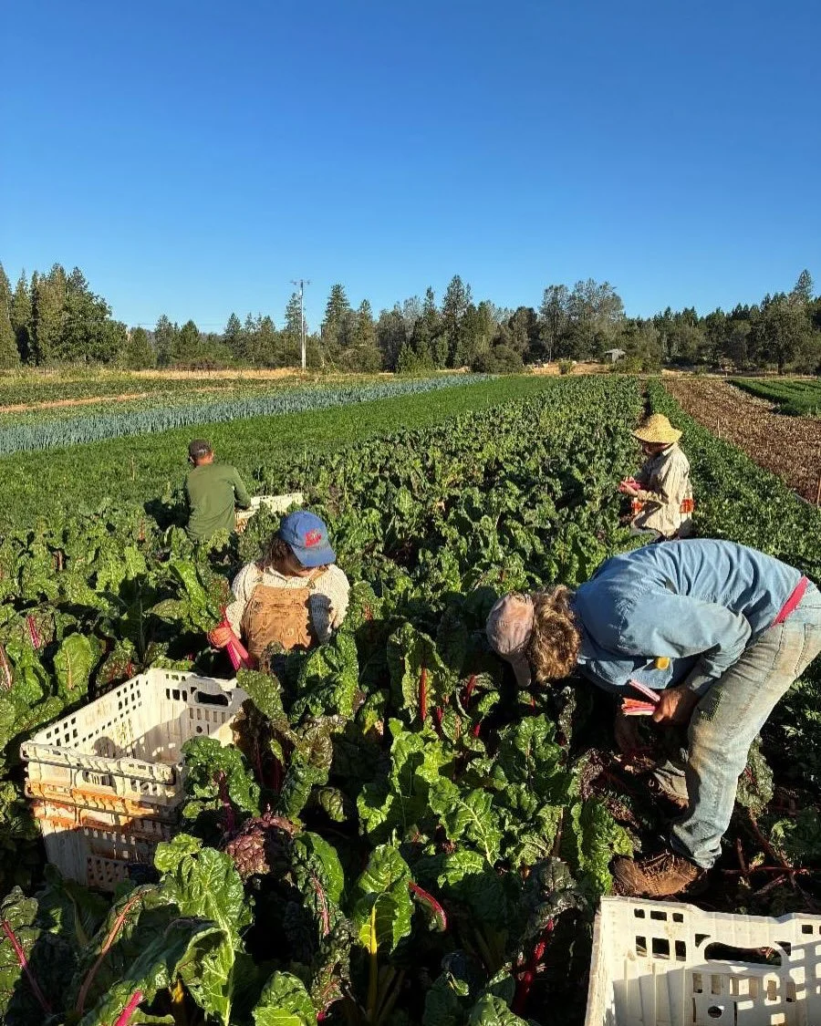 Last week Mountain Bounty had a four hour food safety inspection by the California Department of Food and Agriculture. We passed the inspection, and I wanted to share a little bit about it as a window into what we face as small and idealistic farm sw