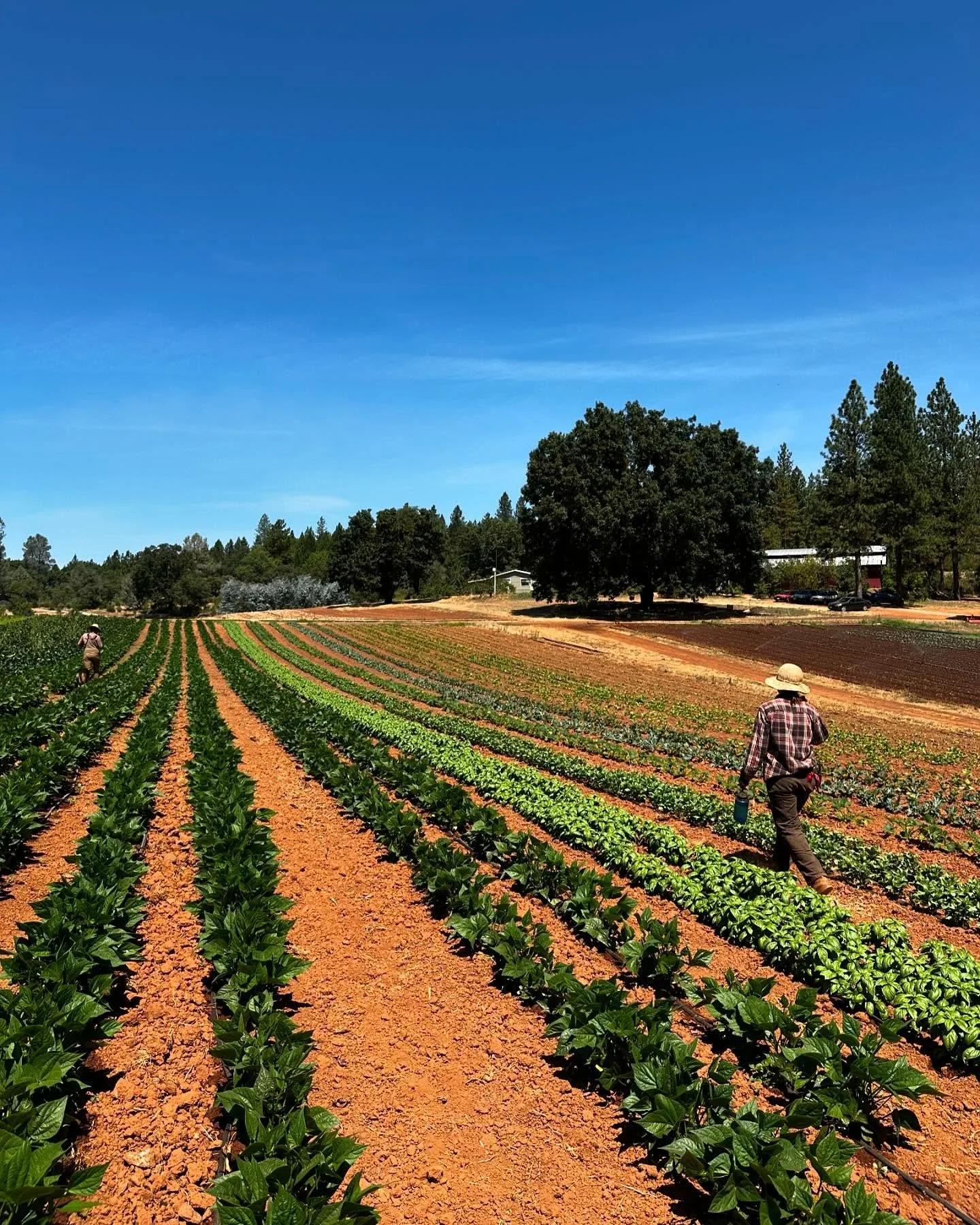 In honor of August, I thought I&rsquo;d introduce another key player at the farm: Heat. Usually in abundance this time of year. Everyone who eats Mountain Bounty produce has felt it, because you all live near enough that it&rsquo;s at your house too.