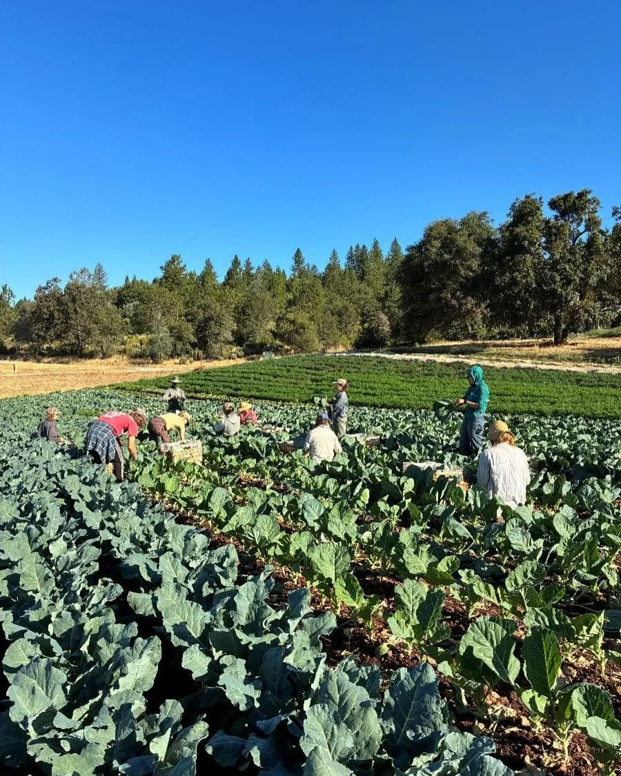 With a cool week ahead and maybe even a little rain in the forecast, thoughts naturally turn to fall. Day lengths are quickly shortening, and our farm crew has transitioned from starting work at 7am to starting at 8am. I know many of you may not be q