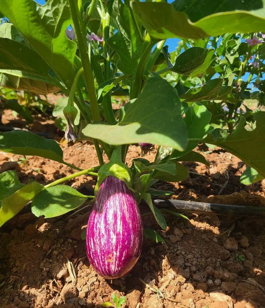 It&rsquo;s been a great Summer on the Farm ☀️ but we&rsquo;re looking forward to Fall! (See the last picture for our latest autumnal harvest!)