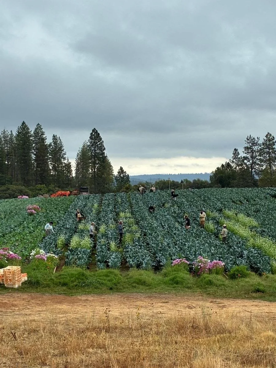 With an exciting forecast for this week, I&rsquo;d been anticipating writing this newsletter about our first solid rain of the season. But that forecast has diminished greatly, and so far all I can detect is a smell of almost rain. I was going to wri