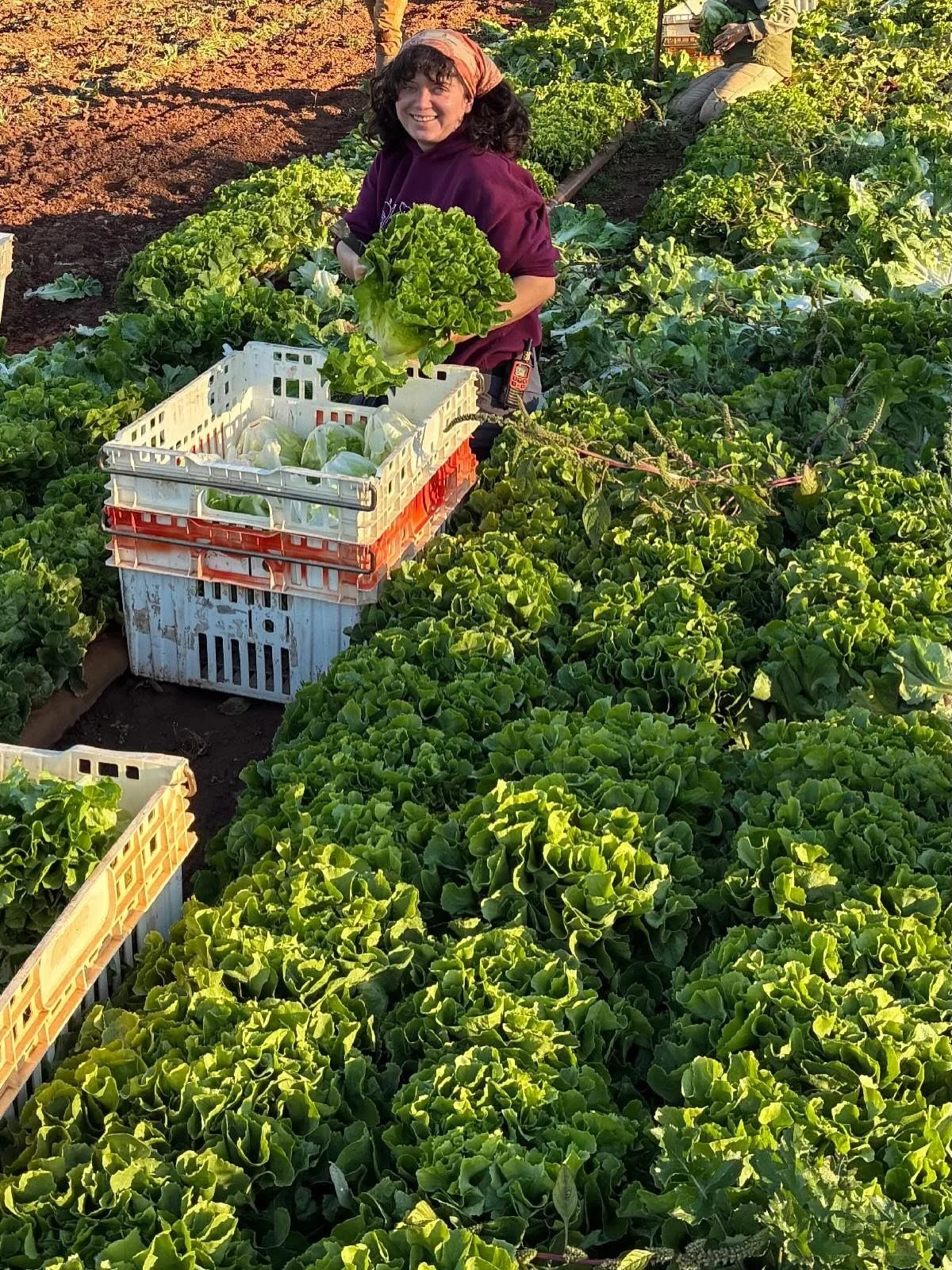 Dear friends,
Well, we got the early rains of our dreams. And more is on the way. What a relief. Although the exciting summer crops are finished, or nearly so, to my eye the farm is at its most beautiful right now. The fall light. Everything lush, p