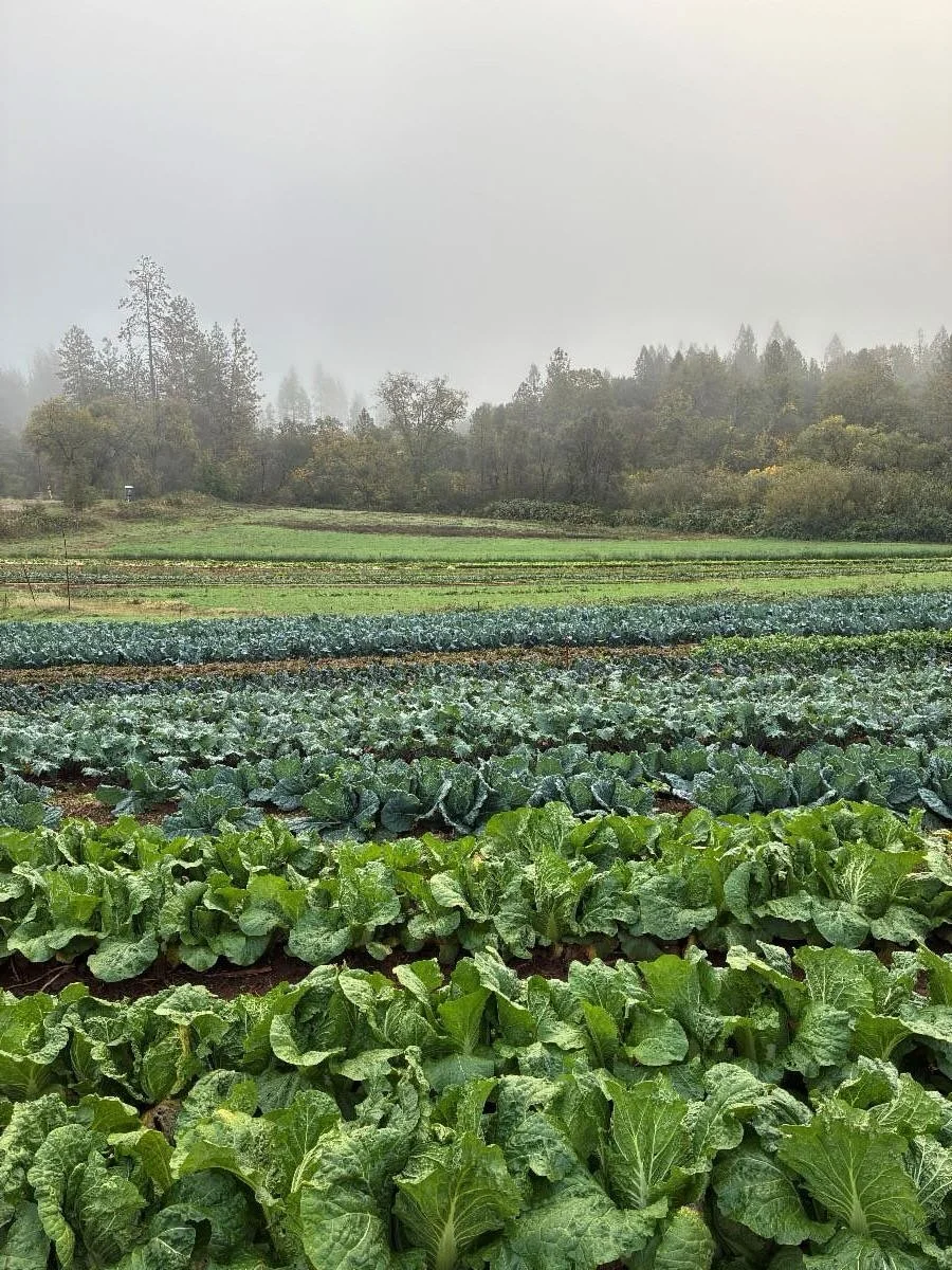 I need to pause your normally non-political farm programming for just a moment and dip the tip of one toe into a big mess. Because of the government shutdown, and because of additional machinations by USDA secretary Rollins that will block backup fun