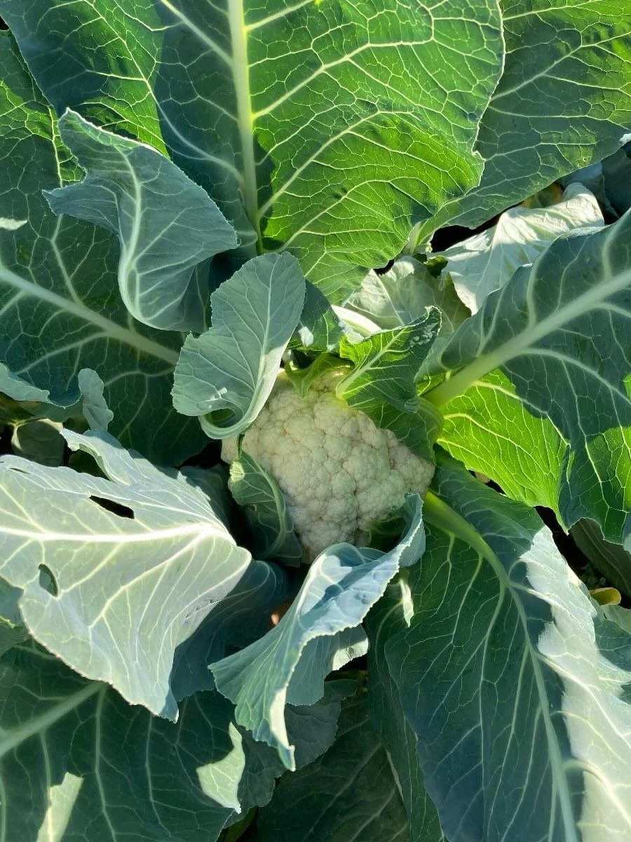 THANK YOU all who donated so generously to our community supported financial assistance program!! As of this writing, partial funding to the SNAP/EBT program may have been temporarily restored. Due to a court order, it looks like folks may be getting