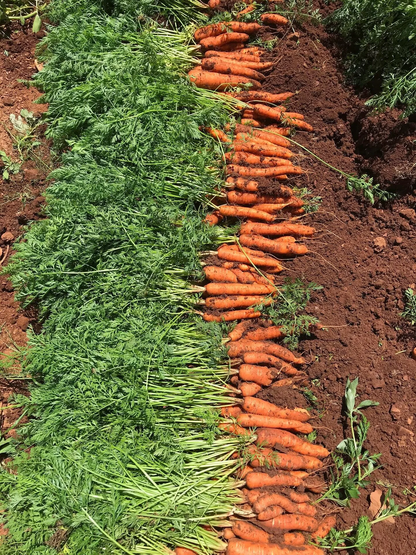 Every year we challenge ourselves to provide our members with recipes that use EVERY ingredient in the week of Thanksgiving&rsquo;s farm box. We&rsquo;ve carefully sourced each recipe to highlight our fresh, seasonal produce, ensuring that Thanksgivi