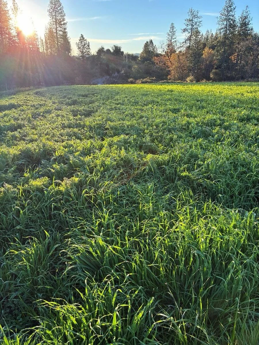 I get asked all the time, what happens on the farm during your off season? While we do slow down in the winter, there is no fully off season. We continue to deliver, 50 weeks of the year, with a two week break around the new year. We harvest the last