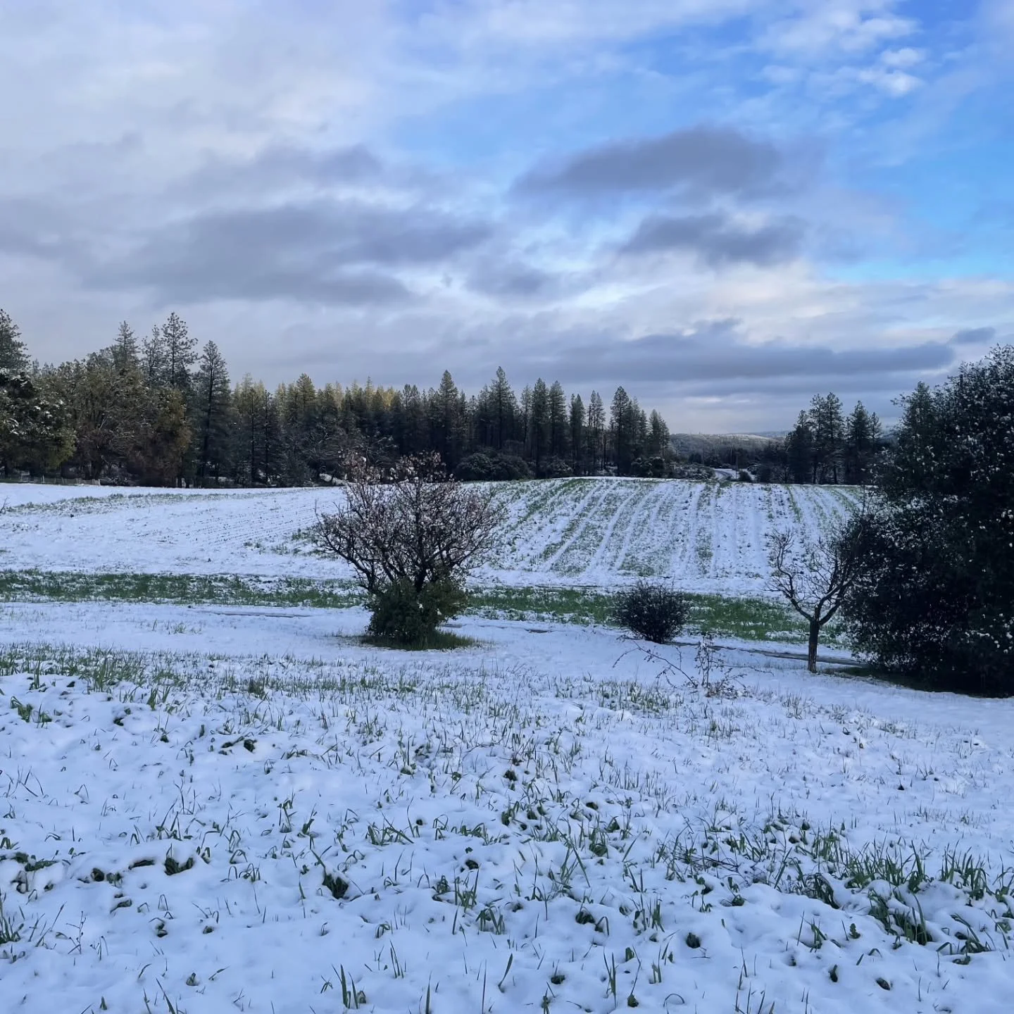 Winter came back! We hope everyone is staying safe and warm, like our little broccoli seedlings in the greenhouse.