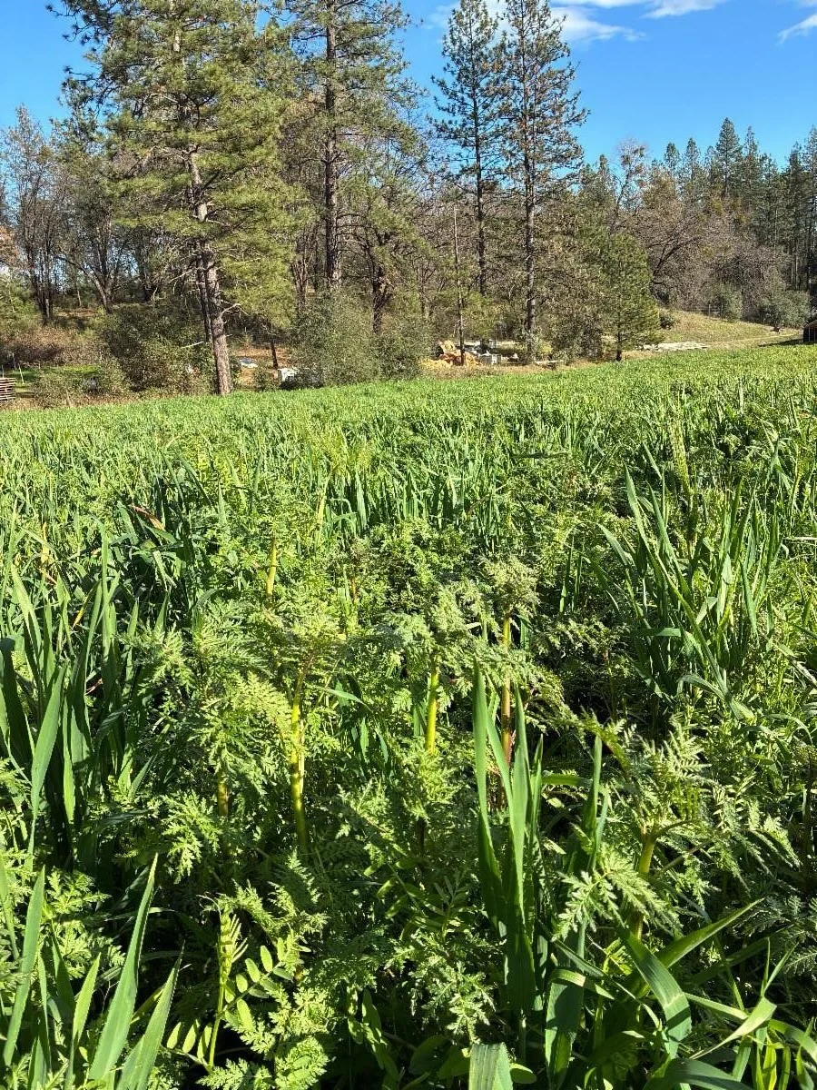 ~Cover cropping Part 2, see last week&rsquo;s post for Part 1, if you missed it~

Farming can be seen as a practical application of soil science and plant biology. In our case the emphasis is wildly on the practical, the empirical, and subtle but dee