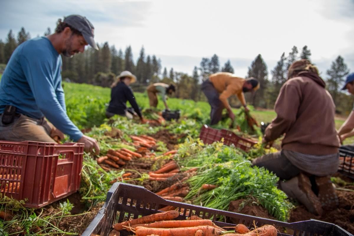 Over the past two years we made a difficult change to our CSA policy by limiting the number of holds members could place on their boxes. At the time, we were experiencing an unsustainable number of paused shares every week, which made it difficult fo