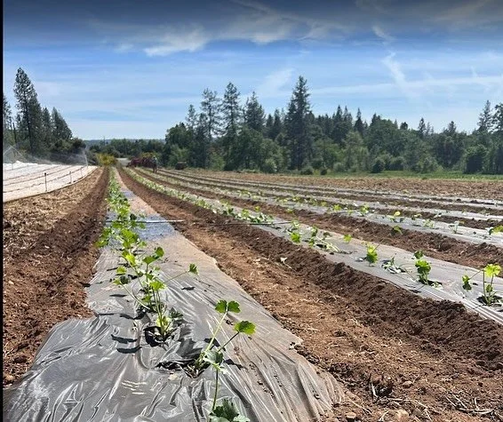 Thank you for spreading the world about the CSA. We&rsquo;re halfway there, and making good progress towards our goal of gathering 50 new members before we reinstate unlimited box holds. If you know anyone who might be a good candidate, please ask th