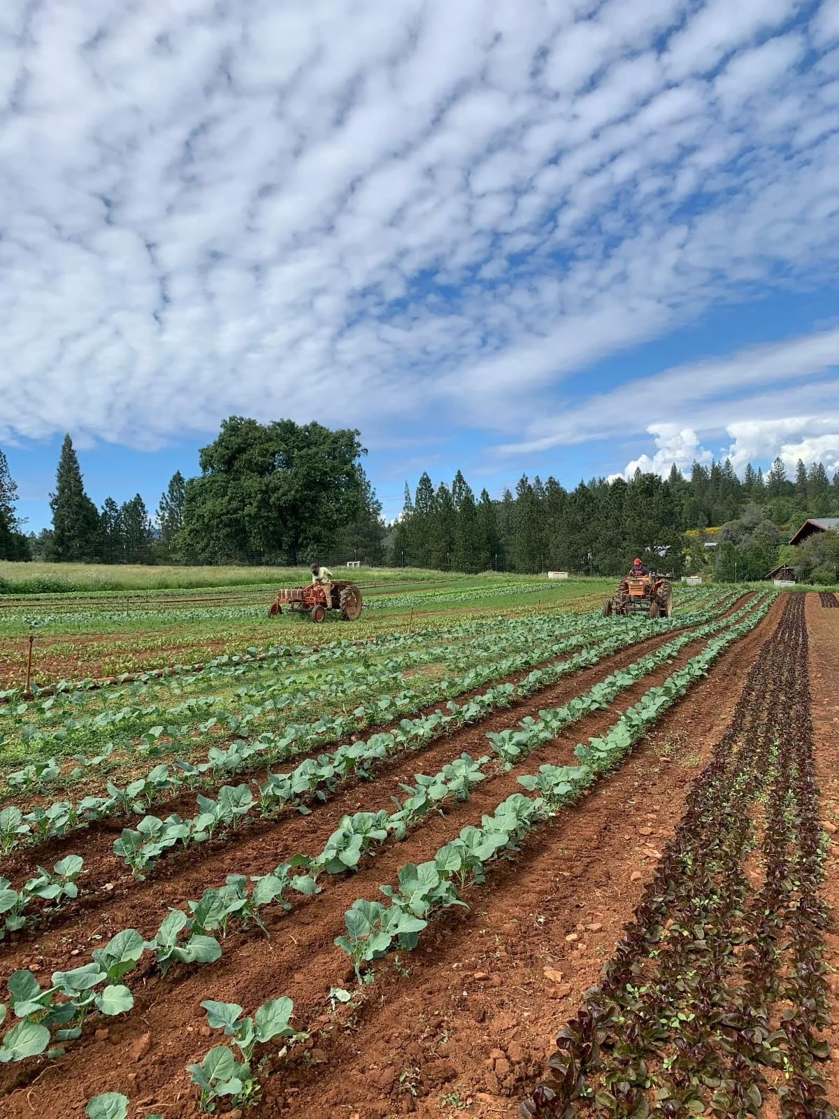 We are pleased to announce that as of this week, members will be able to put their CSA box on hold whenever they need to. The effort to gather 50 new members was a success! We hope this increased flexibility helps everyone love their weekly box even 