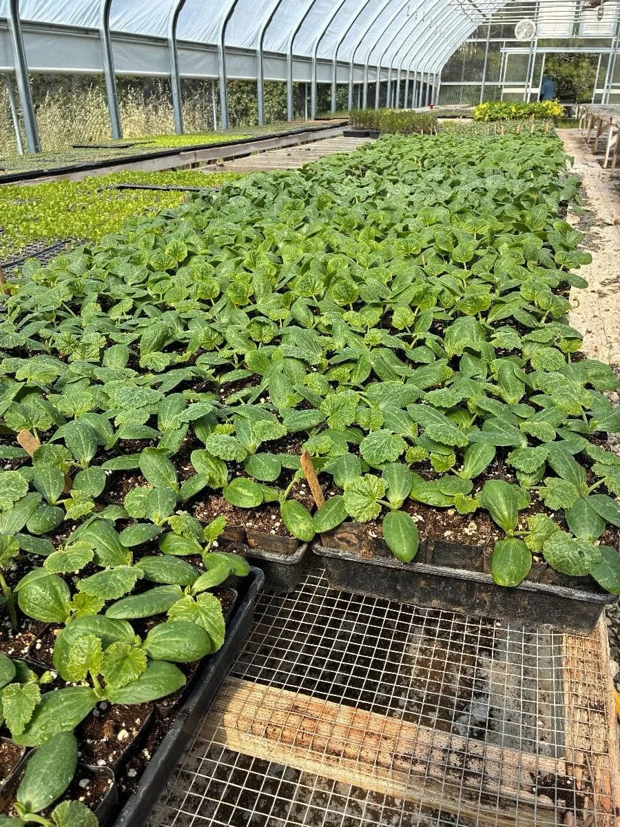 Everyone thinks baby animals are cute, but what about plants? Here&rsquo;s some of our babies to &ldquo;ooh&rdquo; and &ldquo;ahh&rdquo; over.

Plus, swipe to the end to see our proud &ldquo;plant papa&rdquo; (aka Greenhouse/Propagation Manager) Seag