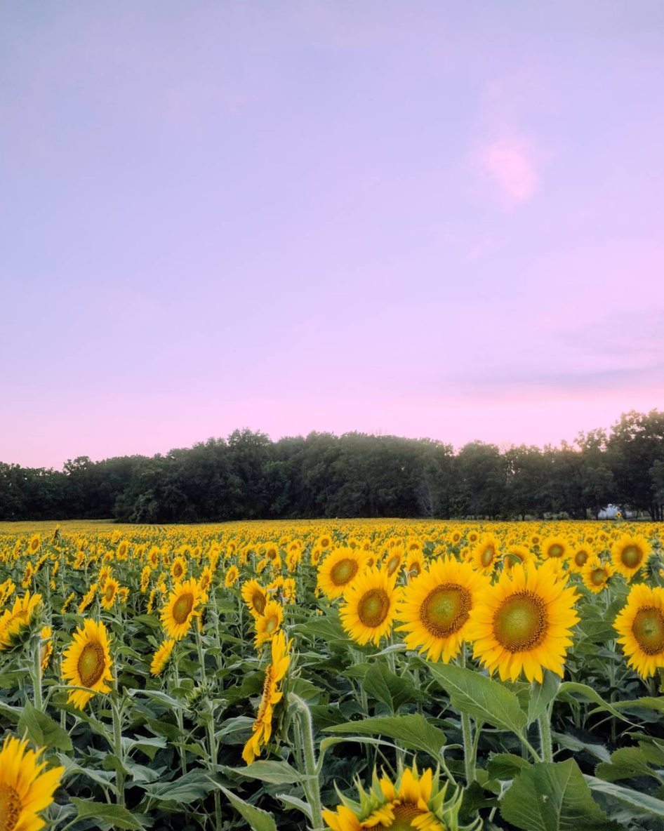 Photo by @snookie0101 at Tecumseh Land Trust in Yellow Springs, Ohio