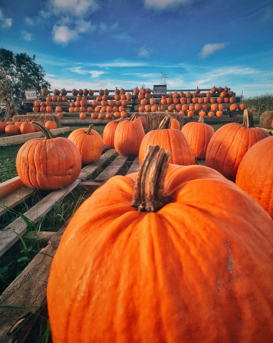 Photo by @amweills at Fleitz Pumpkin Farm in Oregon, Ohio