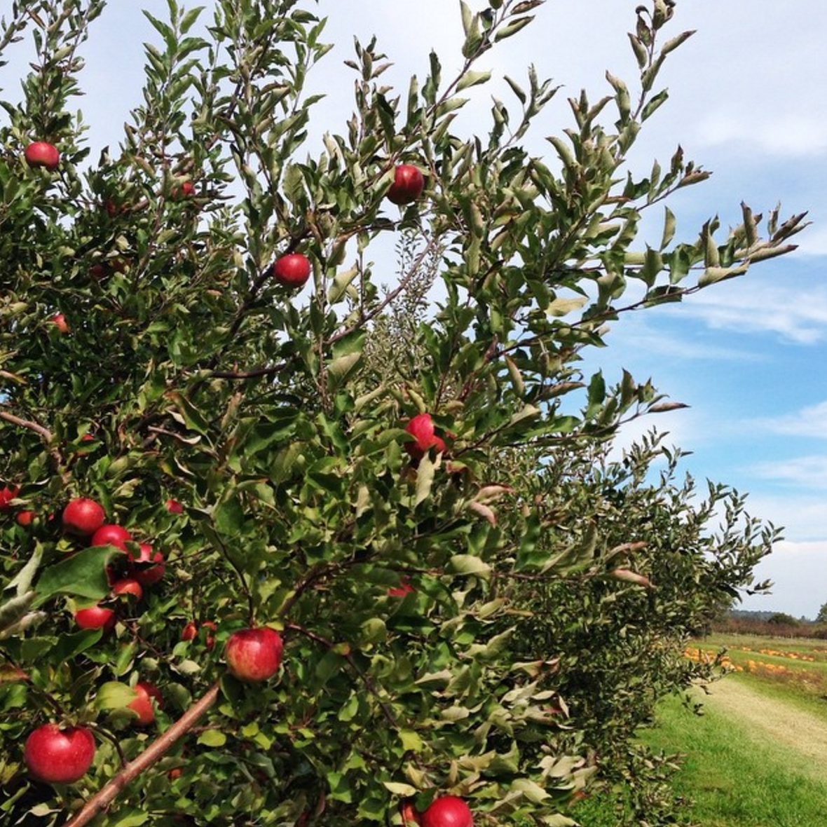 Photo by @theheartsdlite at Burnham Orchards in Berlin Heights