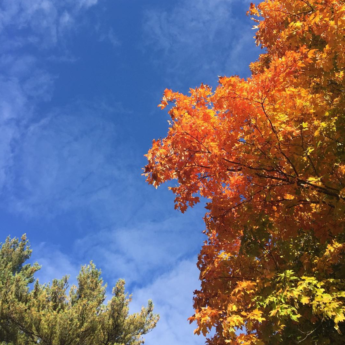 Photo by @itsawanderful.life at Harrison Lake State Park & Forest in Fayette, Ohio