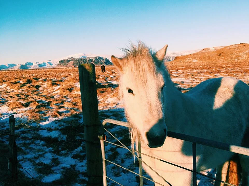 White Icelandic Horse (Close Up)