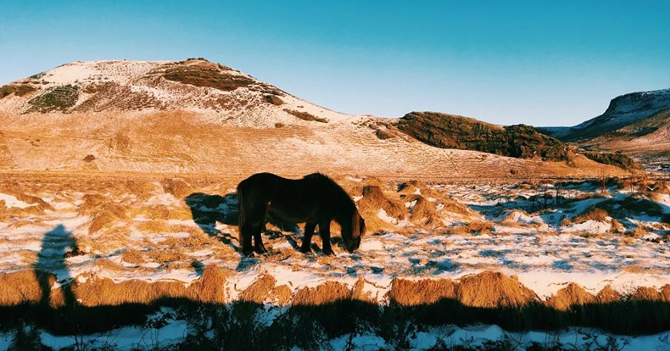 Black Icelandic Horse