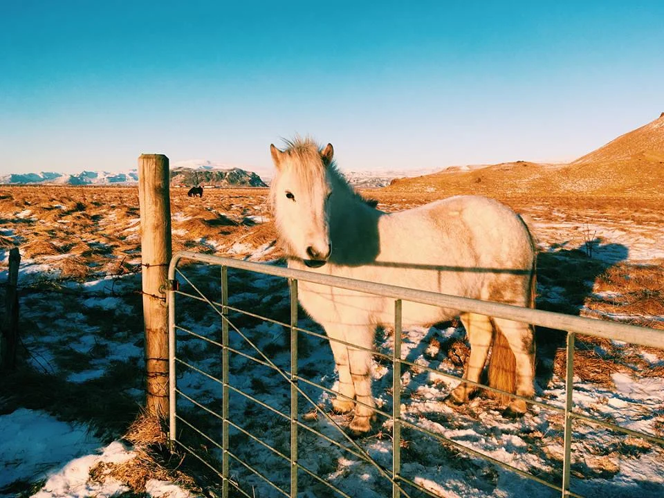 White Icelandic Horse