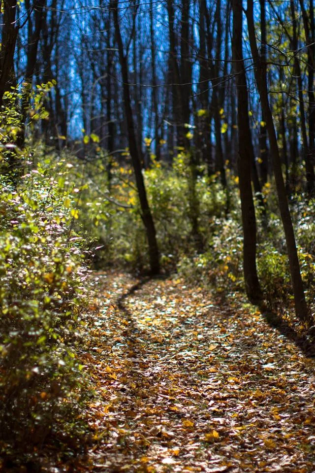 Ethereal Forest