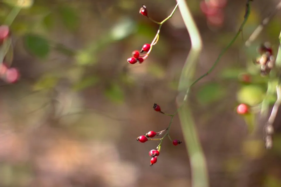 Red Berries