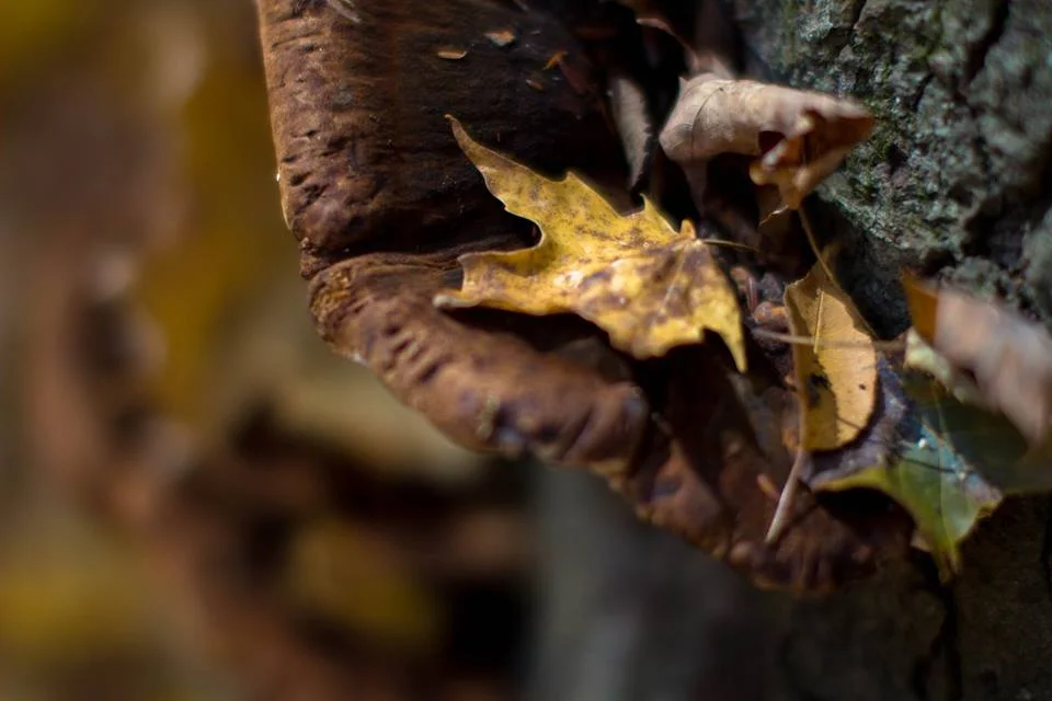 Golden Leaf