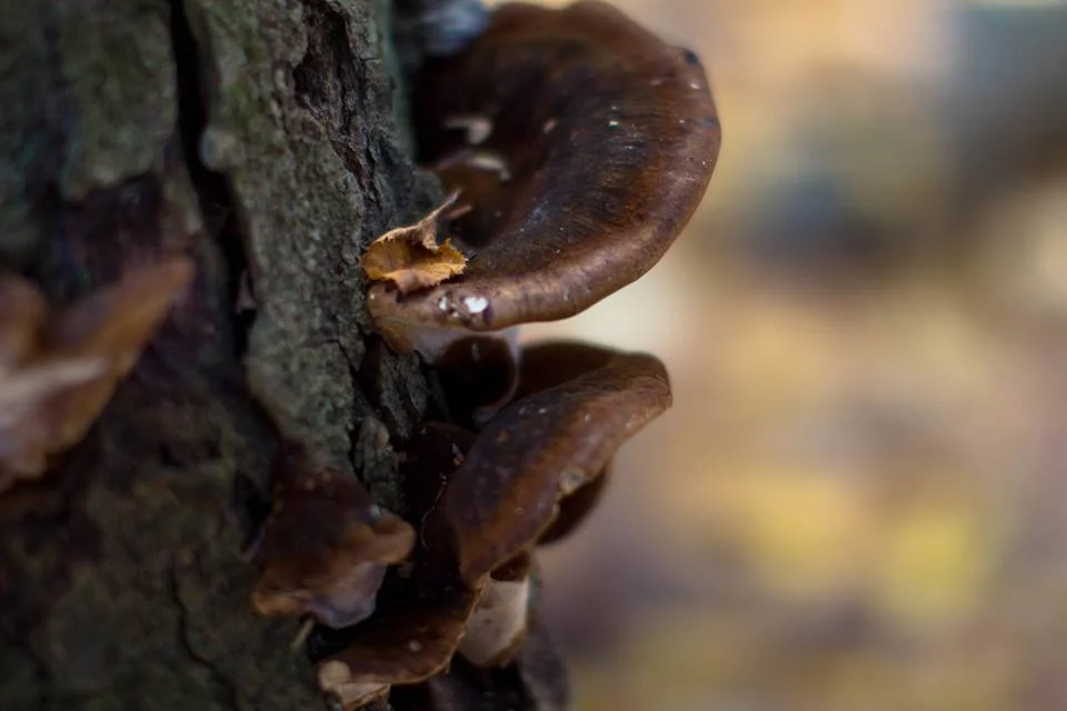 Mushrooms
