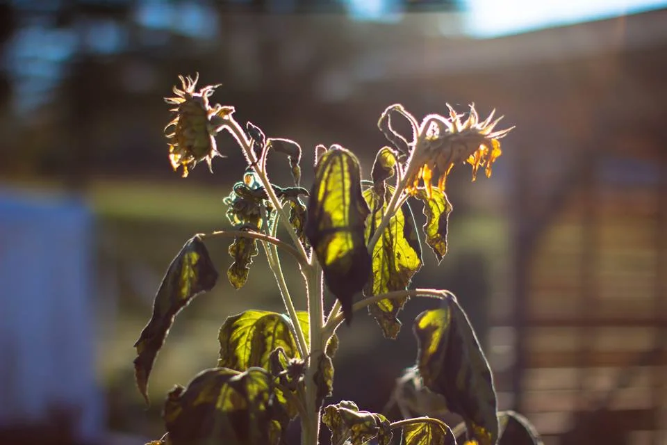 Sunflowers