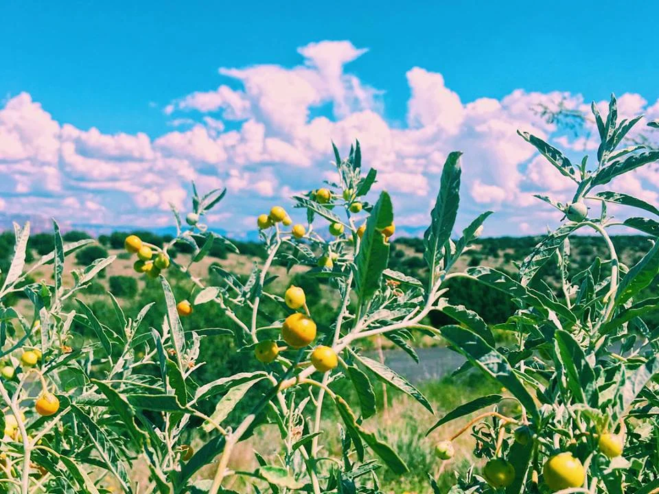 Yellow Pop