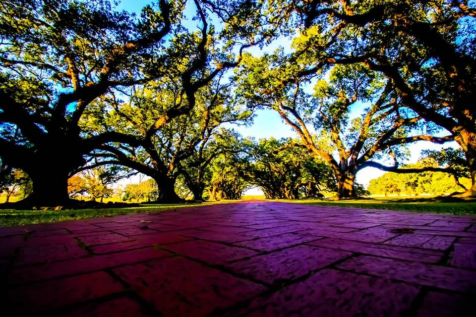 Purple Brick Road II