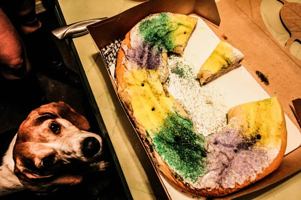 King Cake Dog