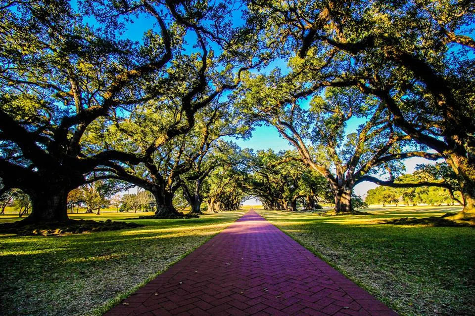 Purple Brick Road I