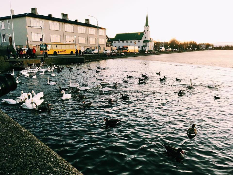 Geese I