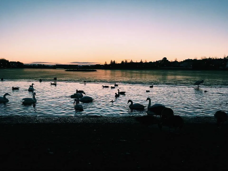 Geese II