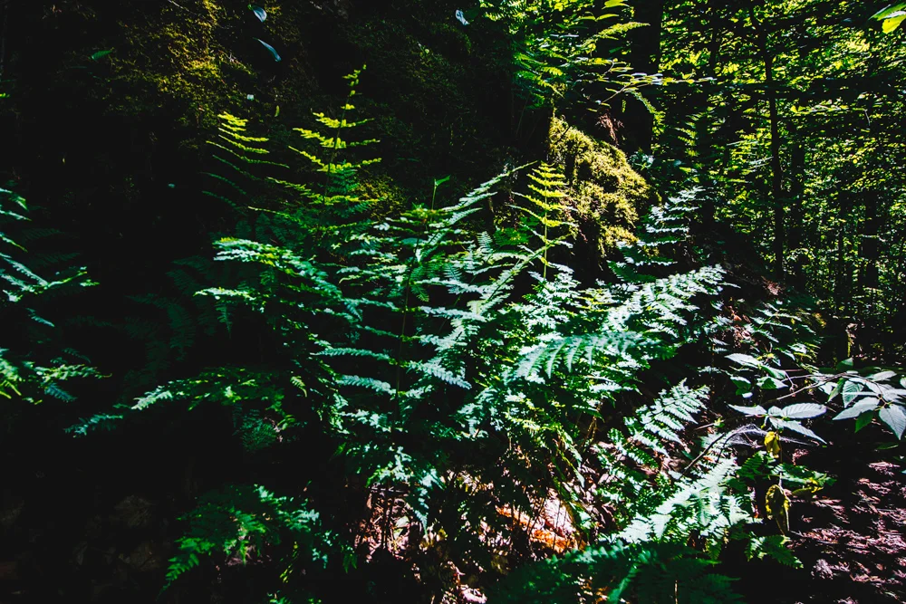 Fern